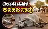 Kollur: ಬೀಡಾಡಿ ದನಗಳ ಅಸಹಜ ಸಾವು