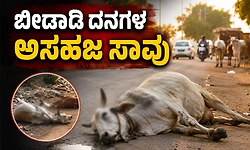 Kollur: ಬೀಡಾಡಿ ದನಗಳ ಅಸಹಜ ಸಾವು