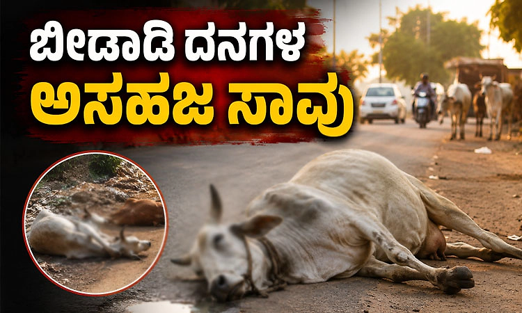 Kollur: ಬೀಡಾಡಿ ದನಗಳ ಅಸಹಜ ಸಾವು