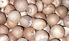 Too early to judge impact of gutka ban on Dakshina Kannada, Udupi areca nut