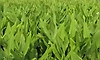 ಬರುತ್ತಿದೆ ನಾಗರ ಪಂಚಮಿ: ಸಿದ್ಧವಾಗಿದೆ ಅರಶಿನ ಎಲೆ!