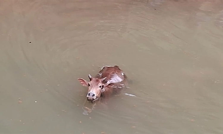 Siddapura: ವಾರಾಹಿ ಕಾಲುವೆಯಲ್ಲಿ ಕೊಚ್ಚಿ ಹೋಗುತ್ತಿದ್ದ ಹಸುವಿನ ರಕ್ಷಣೆ