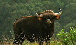 ಪಾಟ್ನಾಕ್ಕೆ ಕಾಟಿ, ಶಿವಮೊಗ್ಗಕ್ಕೆ 8 ತೋಳ, 4 ಮೊಸಳೆ