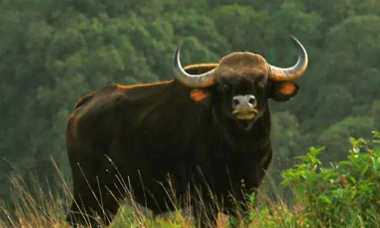 ಪಾಟ್ನಾಕ್ಕೆ ಕಾಟಿ, ಶಿವಮೊಗ್ಗಕ್ಕೆ 8 ತೋಳ, 4 ಮೊಸಳೆ