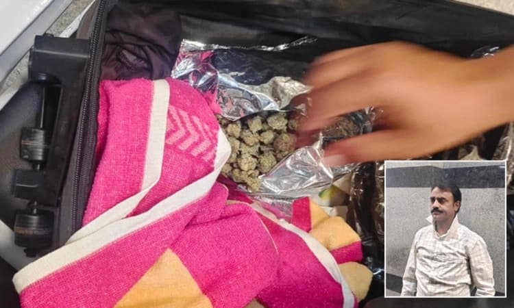 Passenger from Mumbai held at Bajpe Airport with 512 grams of hydroponic ganja