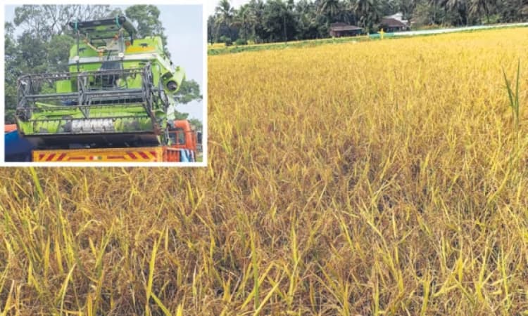 Paddy fields in Katpadi turn golden, harvest expected around Diwali