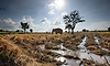 Human-elephant conflict: SC asks Centre to examine compensation aspect for crop damage