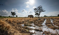 Human-elephant conflict: SC asks Centre to examine compensation aspect for crop damage