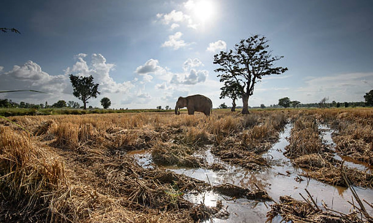 Human-elephant conflict: SC asks Centre to examine compensation aspect for crop damage