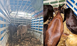 ತೆಕ್ಕಟ್ಟೆ: ಪಿಕ್ ಅಪ್ ವಾಹನದಲ್ಲಿ ಜಾನುವಾರು ಅಕ್ರಮ ಸಾಗಣೆ ಪತ್ತೆ