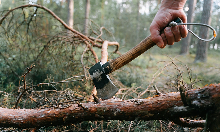 Kumble: Panchayat member arrested for cutting 124 trees from cremation ground