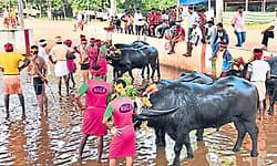 Karkala: ನಾಳೆಯಿಂದ ಕಂಬಳ ಋತು: ಮಿಯ್ನಾರಿನಲ್ಲಿ ಭರ್ಜರಿ ತಾಲೀಮು