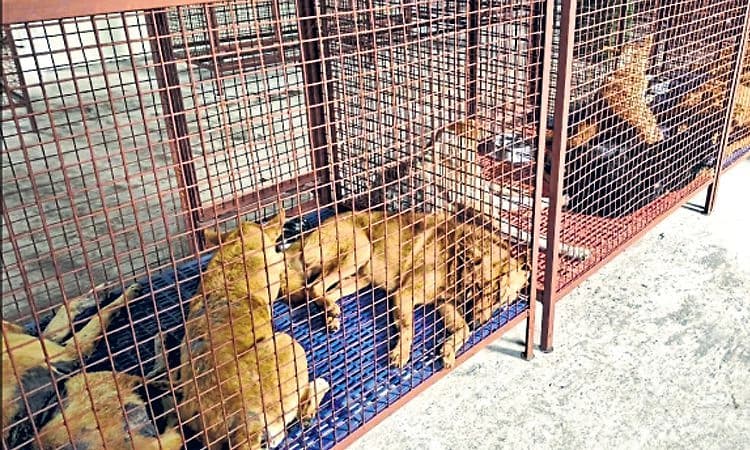 Sakleshpura: ಬೀದಿನಾಯಿಗಳ ಸಂತಾನಹರಣ ಪ್ರಕ್ರಿಯೆ ಆರಂಭ