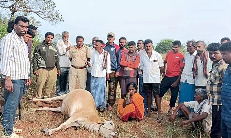 Hunsur: ಮೇಯಲು ಬಿಟ್ಟಿದ್ದ ಹಸುಗಳ ಮೇಲೆ ಹುಲಿ ದಾಳಿ; ಎರಡು ಹಸು ಬಲಿ