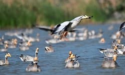 Birds: ಮಾಗಡಿ ಕೆರೆಯಲ್ಲಿ ವಿದೇಶಿ ವಲಸೆ ಪಕ್ಷಿಗಳ ಕಲರವ...