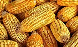 2 ವಾರದಲ್ಲಿ 1500 ಟನ್‌ ಮೆಕ್ಕೆಜೋಳ ಖರೀದಿ 