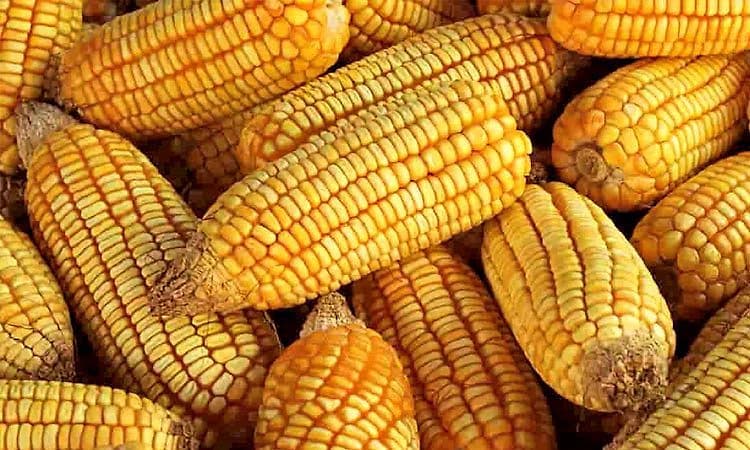 2 ವಾರದಲ್ಲಿ 1500 ಟನ್‌ ಮೆಕ್ಕೆಜೋಳ ಖರೀದಿ 