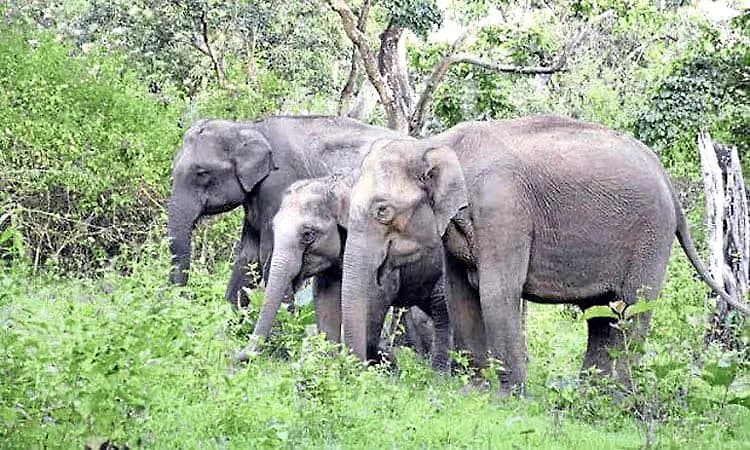 ರಾಜ್ಯದಲ್ಲಿ ವನ್ಯಜೀವಿಗಳಿಂದ ಪ್ರಾಣ ಹಾನಿ ತುಸು ಇಳಿಮುಖ!