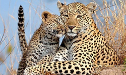 Mundaje: Leopard spotted with three cubs in rubber plantation