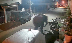 Gundlupete: Elephant strays into town, damages bike