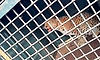 Chikkamagaluru: Female leopard trapped in forest department cage