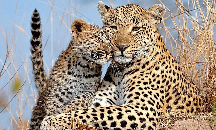 ಮುಂಡಾಜೆ: 3 ಮರಿ ಜತೆ  ಚಿರತೆ ಪತ್ತೆ; ಕಾರ್ಮಿಕರು ಪಾರು