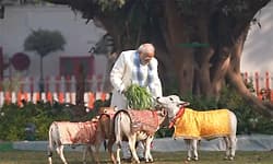 ಸಂಕ್ರಾಂತಿ ಸಡಗರ; ಮುದ್ದಾದ ಕರುಗಳೊಂದಿಗೆ ಪ್ರಧಾನಿ ಮೋದಿ: ವಿಡಿಯೋ ನೋಡಿ