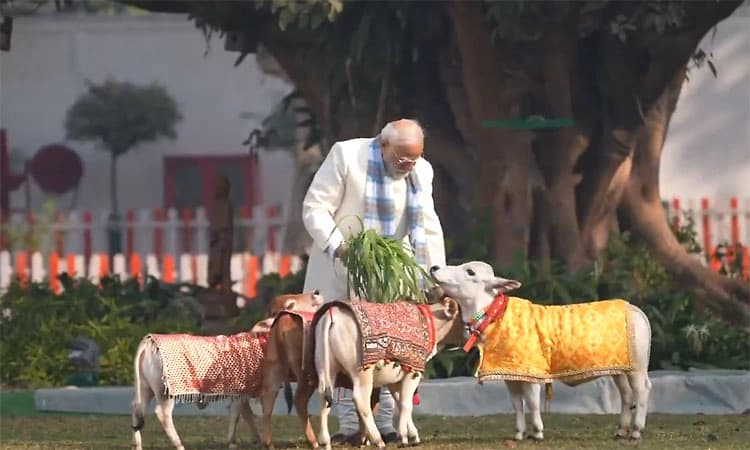 ಸಂಕ್ರಾಂತಿ ಸಡಗರ; ಮುದ್ದಾದ ಕರುಗಳೊಂದಿಗೆ ಪ್ರಧಾನಿ ಮೋದಿ: ವಿಡಿಯೋ ನೋಡಿ