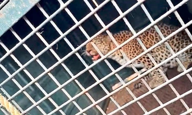 Chikkamagaluru: ಅರಣ್ಯ ಇಲಾಖೆ ಇರಿಸಿದ್ದ ಬೋನಿಗೆ ಬಿದ್ದ ಹೆಣ್ಣು ಚಿರತೆ