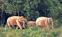 Chikkamagaluru: ಆರಾಮವಾಗಿ ರಸ್ತೆ ದಾಟಿದ 17 ಕಾಡಾನೆಗಳ ಹಿಂಡು!