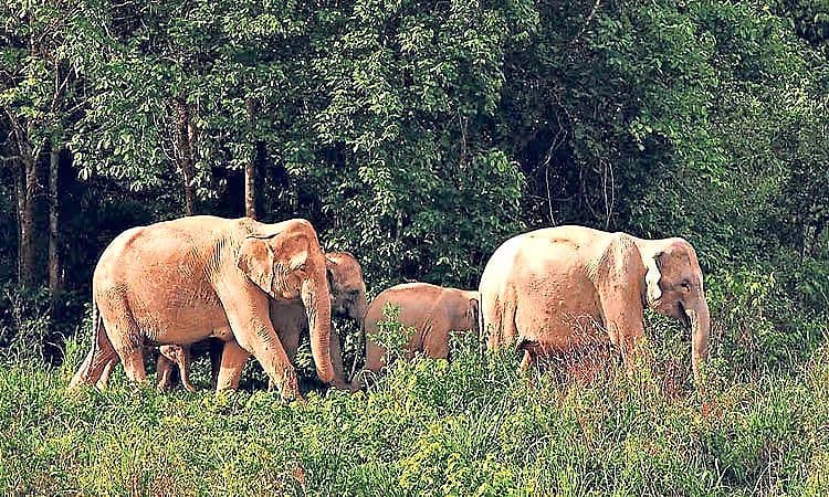 Chikkamagaluru: ಆರಾಮವಾಗಿ ರಸ್ತೆ ದಾಟಿದ 17 ಕಾಡಾನೆಗಳ ಹಿಂಡು!