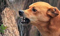 ಬಾಲಕಿ ಮೇಲೆ ಬೀದಿ ನಾಯಿಗಳ ದಾಳಿ: ಗಾಯ    