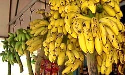 ಅದ್ಭುತ ರುಚಿಯ ನಂಜನಗೂಡು ರಸಬಾಳೆಗೂ ಬಂತು "ರಫ್ತು' ಭಾಗ್ಯ