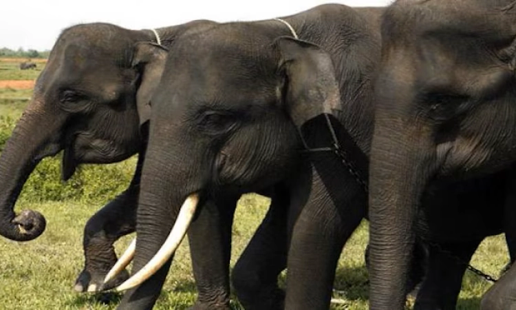 Jharkhand: 2 killed, 10 injured as vehicle of elephant squad collides with truck