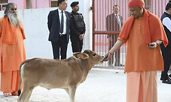 India's first cow culture museum to open in UP's Mathura