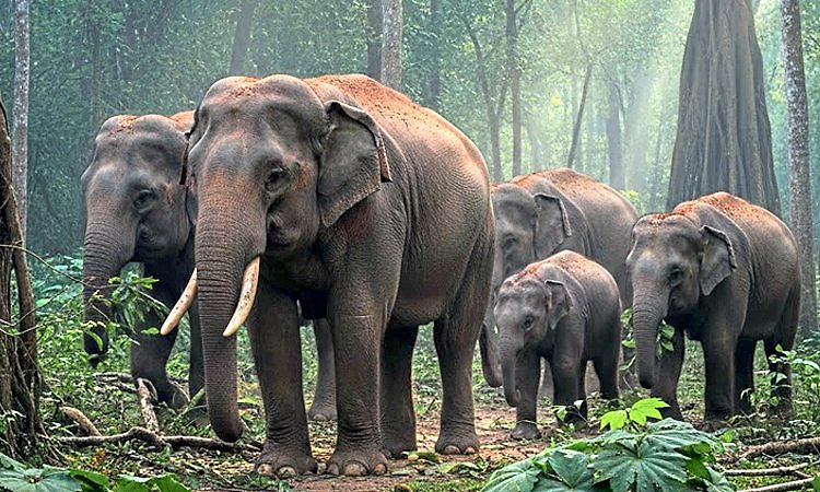 Tragedy: ಕಾಡಾನೆಗಳ ದಾಳಿಗೆ ಆರು ಮಂದಿ ಬಲಿ; ಬೆಚ್ಚಿಬಿದ್ದ ಗ್ರಾಮಸ್ಥರು