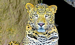 Belthangady: ಲಾೖಲದ ಅಗಳಿ ಪರಿಸರದಲ್ಲಿ ಚಿರತೆ ಓಡಾಟ