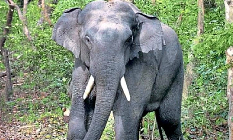 Sulya: ಮುಂದುವರಿದ ಕಾಡಾನೆ ಹಾವಳಿ