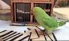 Man arrested for cheating IT officer of gold worth Rs 35 lakh using parrot astrology