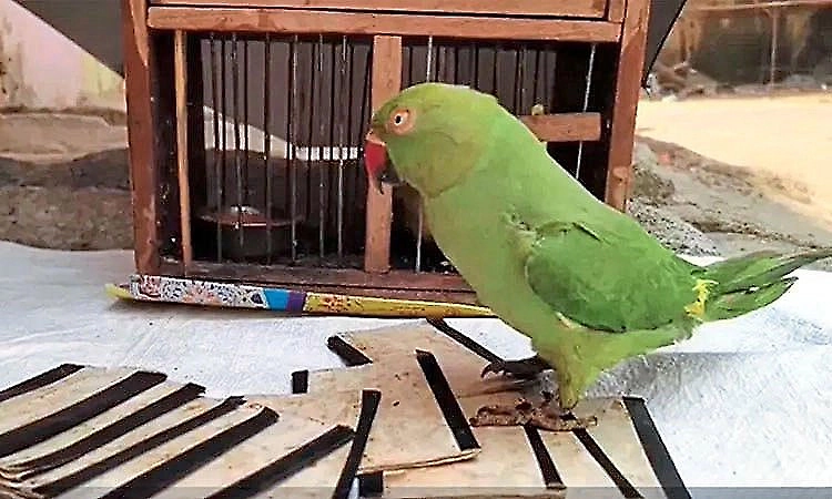 Man arrested for cheating IT officer of gold worth Rs 35 lakh using parrot astrology