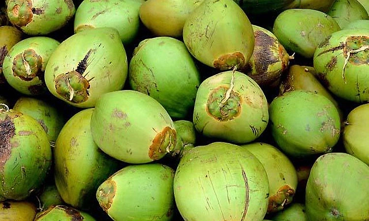 Tender coconut prices soar to Rs 70 due to rising heat!