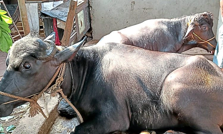 ಭಟ್ಕಳ: ಅಕ್ರಮ ಜಾನುವಾರು ಸಾಗಾಟ ಪತ್ತೆ; ಇಬ್ಬರು ಆರೋಪಿಗಳ ಬಂಧನ