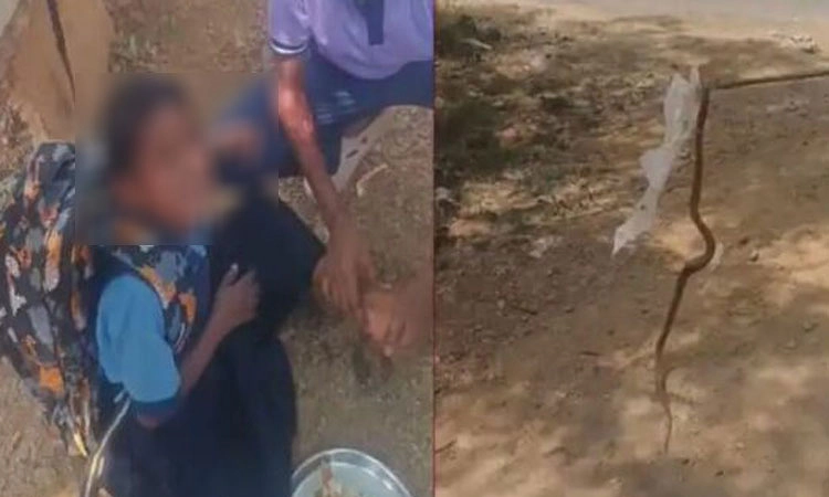 ಚಿತ್ರದುರ್ಗದಲ್ಲಿ ವಿದ್ಯಾರ್ಥಿನಿಗೆ ಕಚ್ಚಿದ ಹಾವು: ವಿಷ ಹೀರಿ ಬದುಕಿಸಿದ ಶಿಕ್ಷಕ!