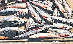 Mangaluru: 85 percent of boats anchored