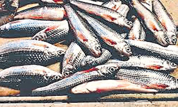 Mangaluru: 85 percent of boats anchored