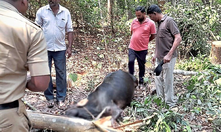 Cow dies after tree falls during cutting illegealy in forest land in Thirthahalli