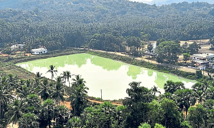 ಪೊಳಲಿಗೆ ಜಲ ಸಂಜೀವಿನಿಯಾದ ಕಾಳಿ!