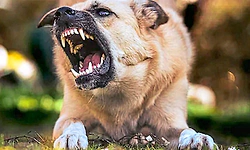 ಎರಡೇ ಗಂಟೆಯಲ್ಲಿ 40 ಮಂದಿಗೆ ಕಚ್ಚಿದ ಬೀದಿ ನಾಯಿ; ಸಾರ್ವಜನಿಕರು ಕಂಗಾಲು