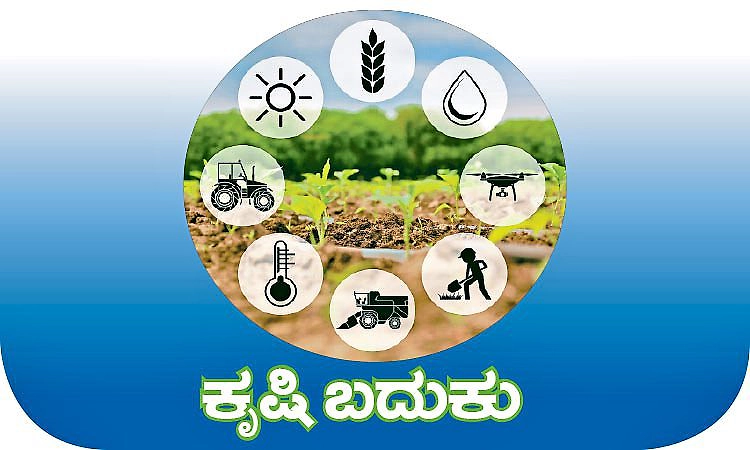 Agriculture: ರಾಜ್ಯದಲ್ಲಿ ಕಲ್ಪವೃಕ್ಷಕ್ಕೆ ಬಂದೆರಗಿದ ಕಂಟಕ: ತೆಂಗು ಬೆಳೆಗಾರರ ಸವಾಲಿನ ಹಾದಿ