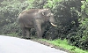 Lone wild elephant spotted again in Charmadi Ghat, triggers traffic congestion